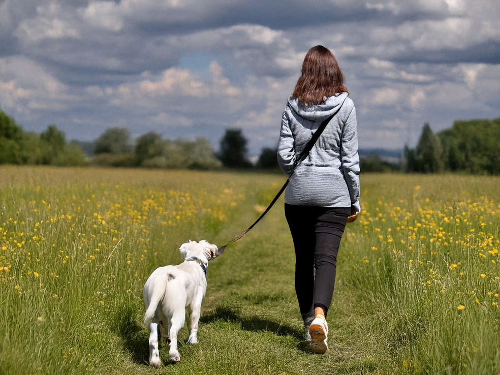 Hund an der Leine Hund an der Leine