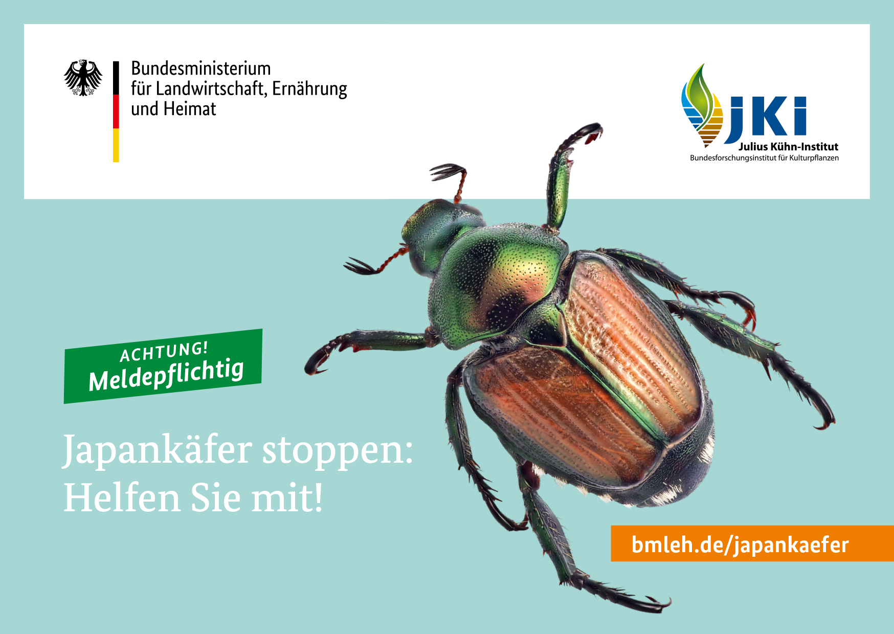 Japankäfer