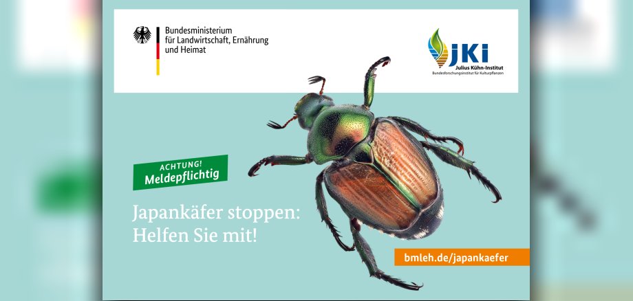 Japankäfer