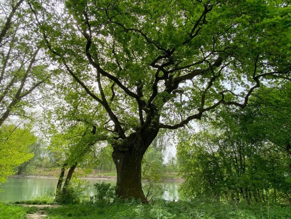 alte Eiche auf der Neuaue alte Eiche auf der Neuaue