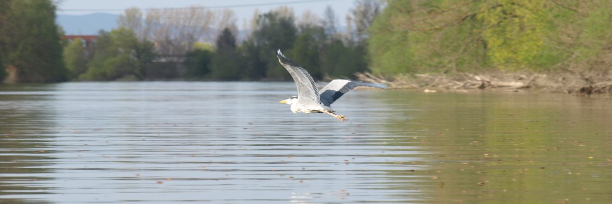 Altrhein Ginsheim - Graureiher Altrhein