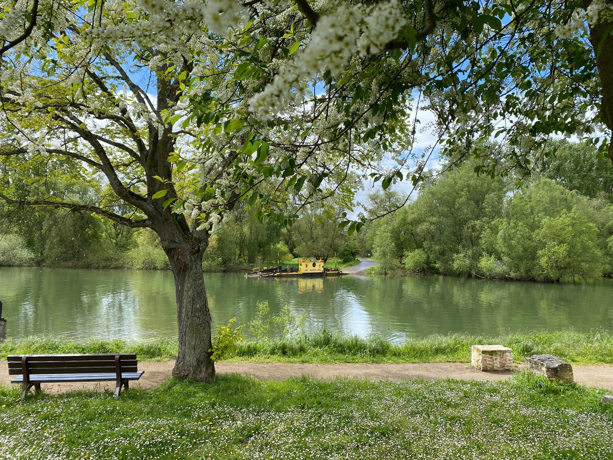Altrhein Ginsheim mit Fähre "Johanna"