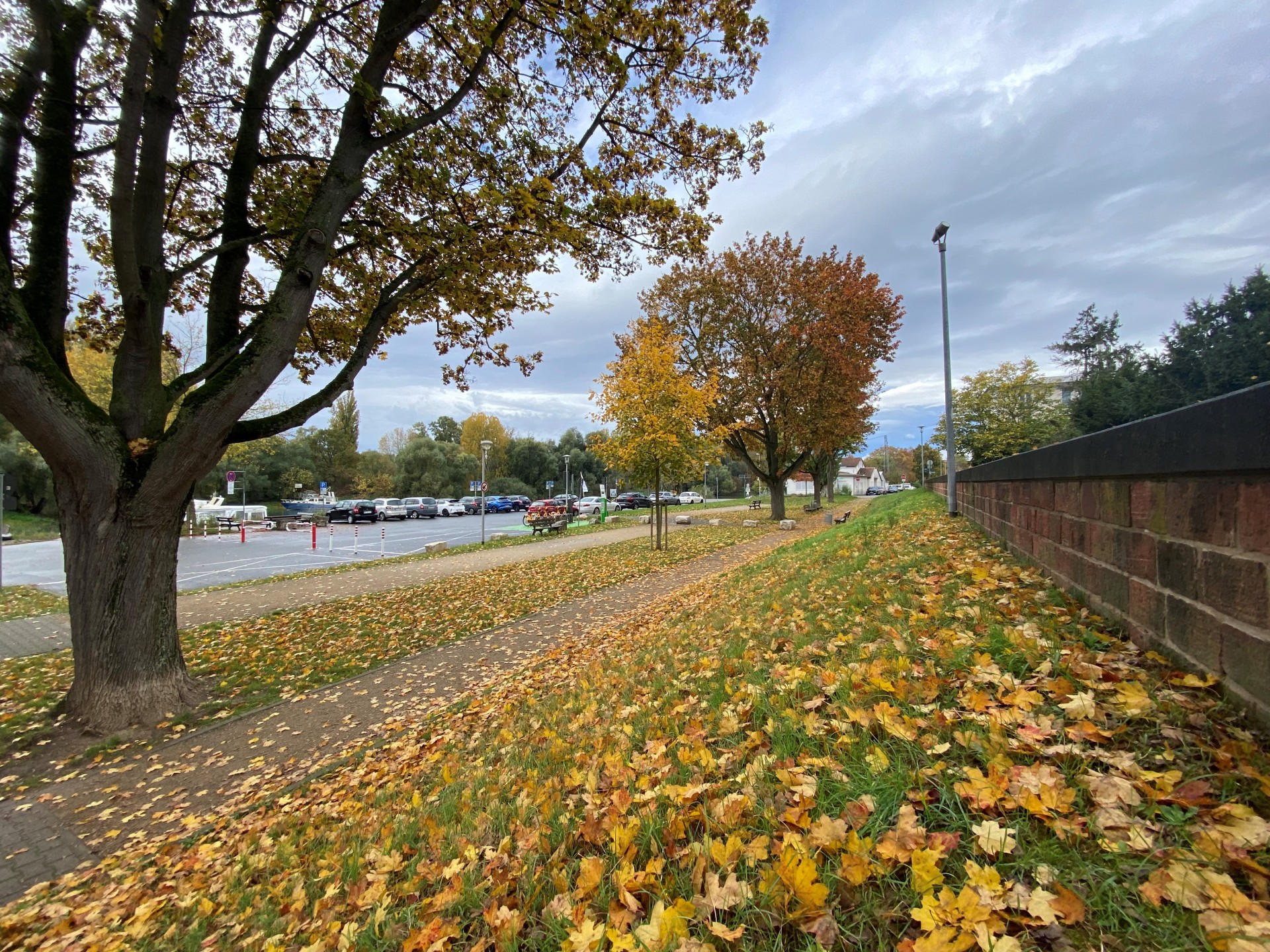 Altrheinufer - Herbststimmung