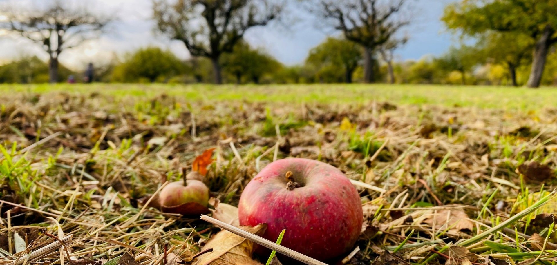 Äpfel auf der Streuobstwiese auf der Neuaue