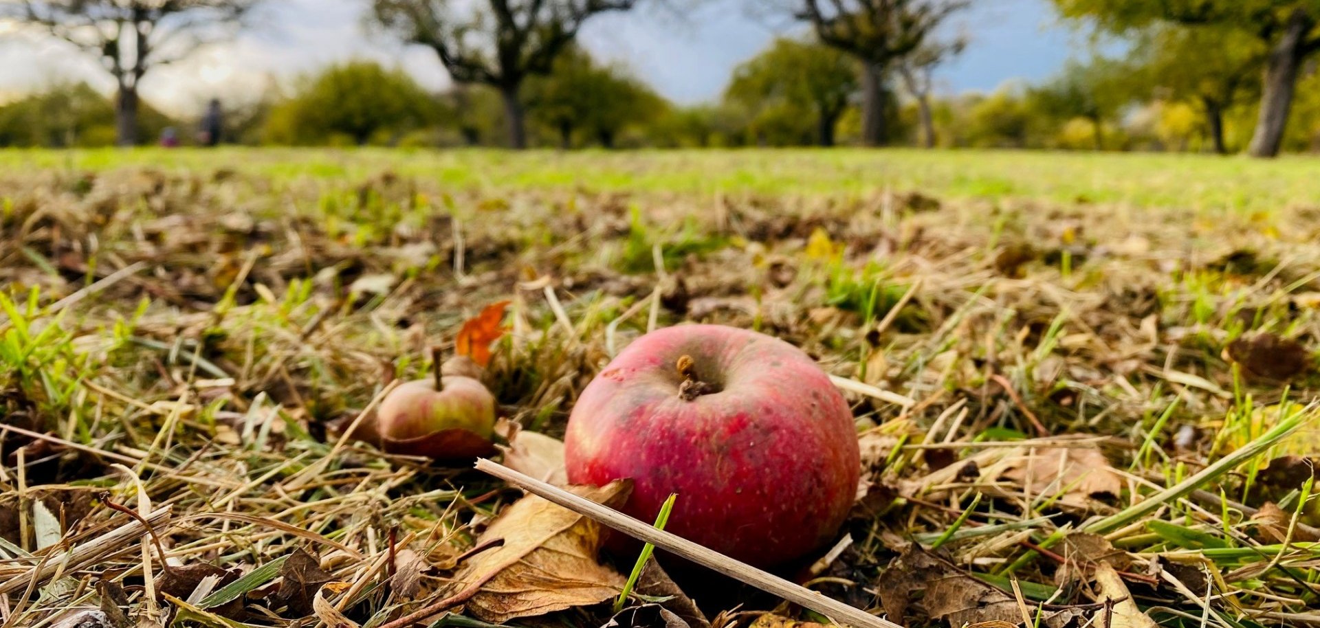 Äpfel auf der Streuobstwiese auf der Neuaue Äpfel auf der Streuobstwiese auf der Neuaue