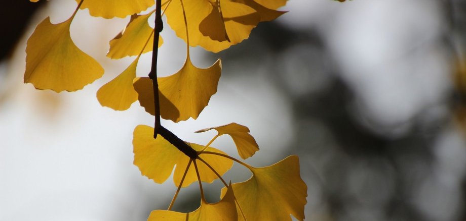 Ginko-Baum