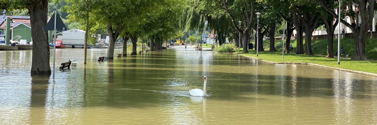 Hochwasser: überschwemmtes Altrheinufer Hochwasser: überschwemmtes Altrheinufer