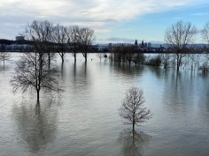 Hochwasser: überschwemmte Mainspitze in Gustavsburg Hochwasser: überschwemmte Mainspitze in Gustavsburg