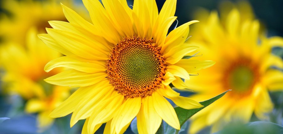 Sonnenblume Sonnenblume