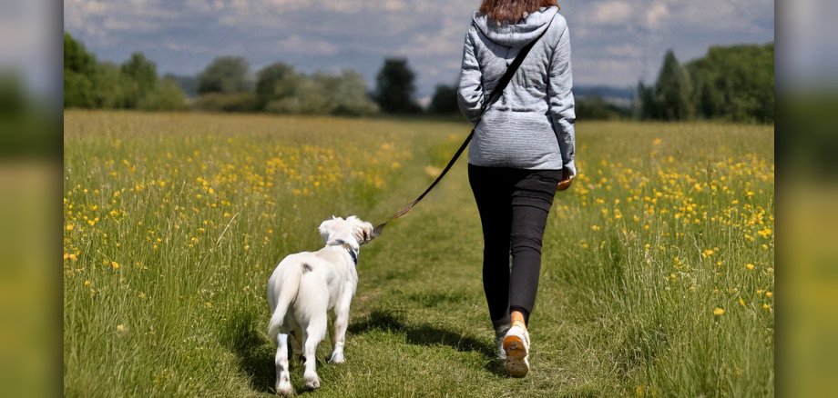 Hund an der Leine Hund an der Leine