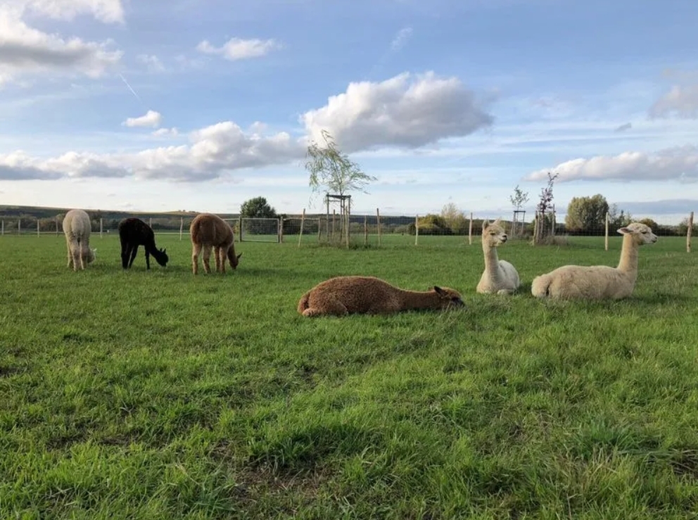 Alpakahof Hessenaue Alpakahof Hessenaue