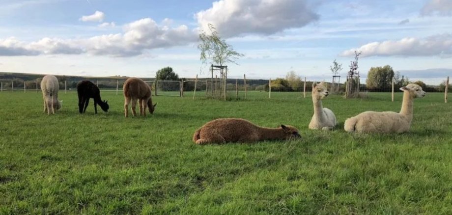 Alpakahof Hessenaue Alpakahof Hessenaue