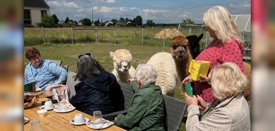 Alpakaweide mit Besucherinnen