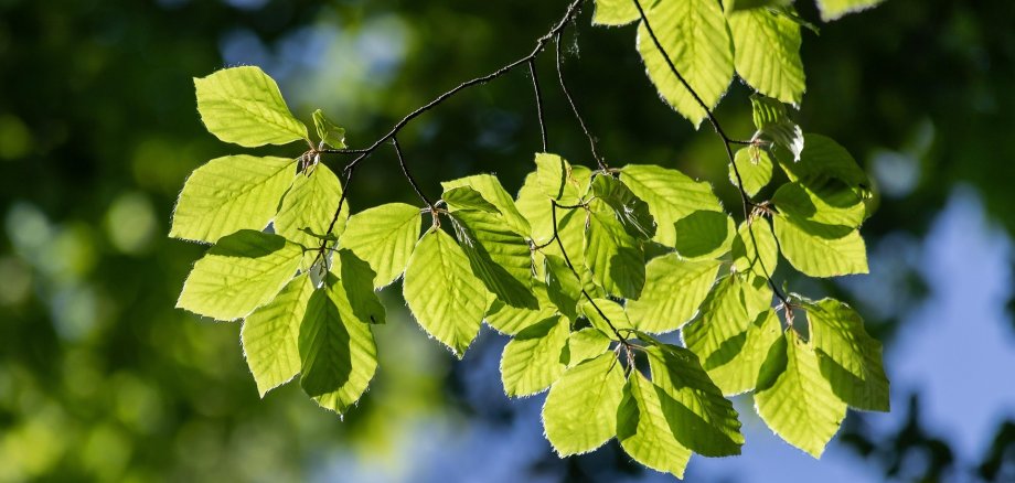 Blätter einer Hainbuche