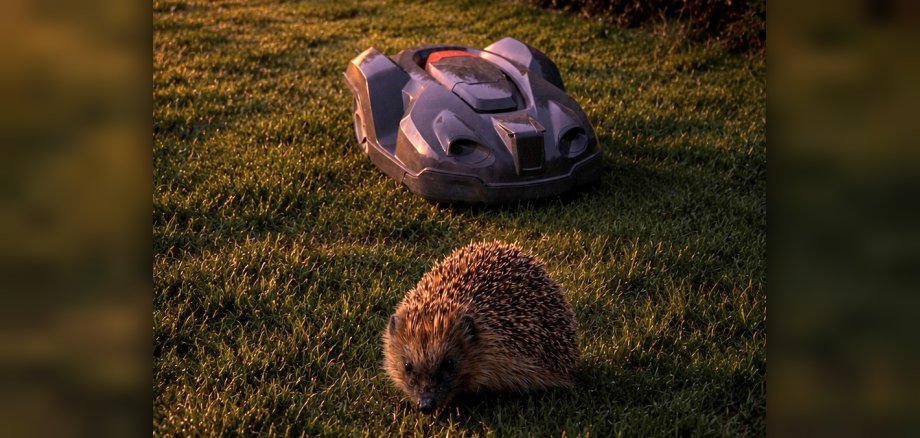 Igel und Mähroboter Igel und Mähroboter