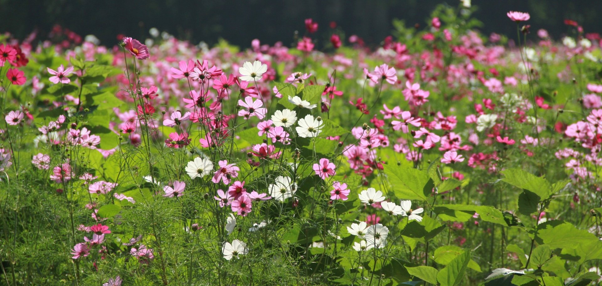 Blumenwiese Blumenwiese
