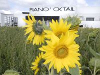 Kulturzentrum Piano´cktail