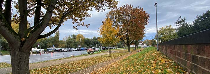 Altrheinufer in Ginsheim