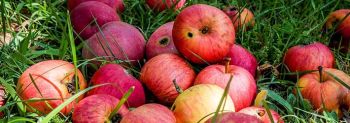Keine Ernte von Äpfeln im Jahr 2022