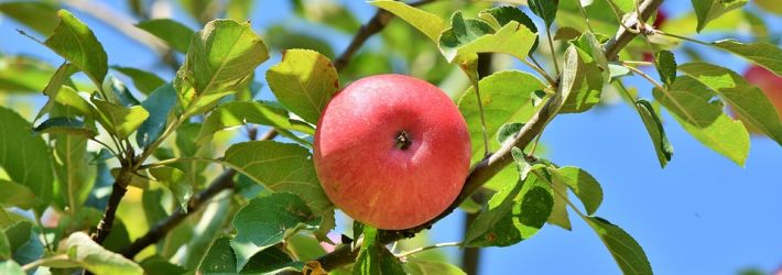 Ernten Von Apfeln Und Birnen Auf Den Streuobstwiesen Der Stadt