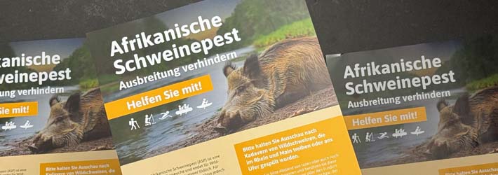 Schweinepest